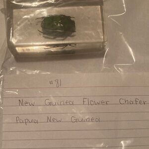New Guinea Flower Chafer - Papua New Guinea